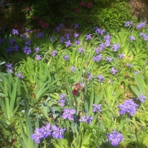 The iris season is here!